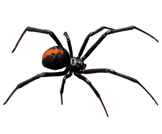 Black widow Widow spider (Black widow)