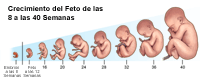 Haga clic para agrandar La ilustración muestra el crecimiento fetal desde la semana 8 a la 40