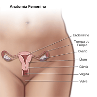 haga clic en la imagen para agrandar Ilustración de la anatomía del área pélvica femenina